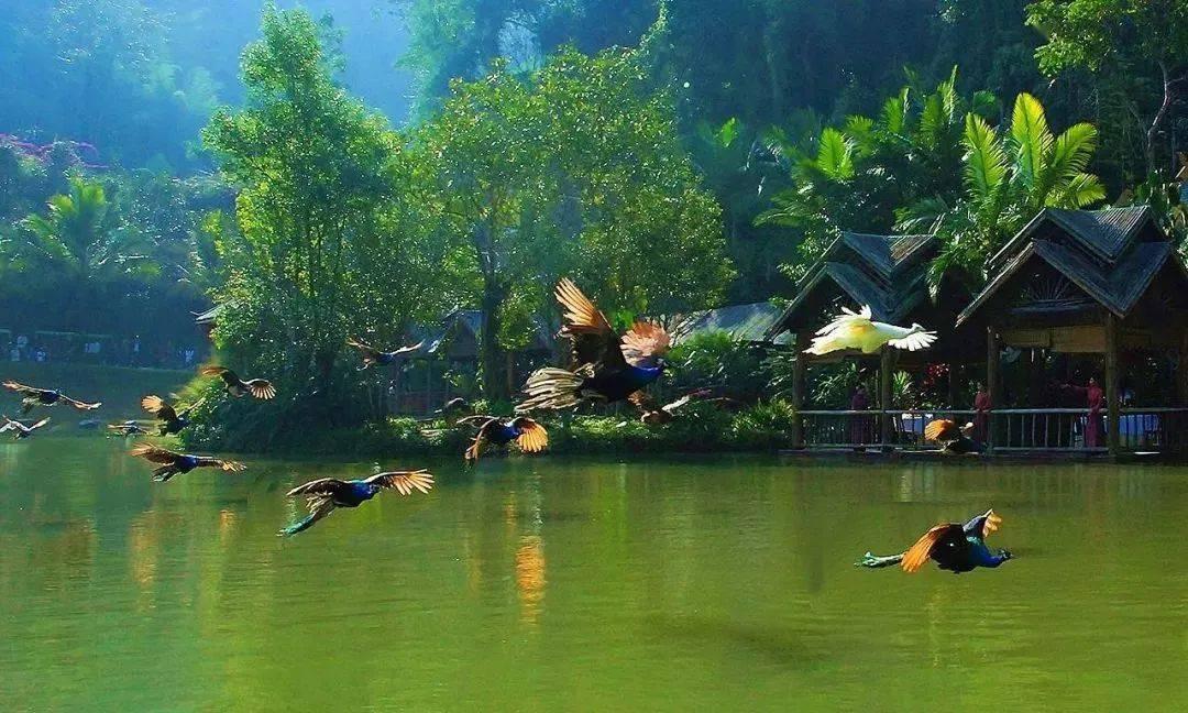 我家羊咳嗽,有的流鼻涕死了几只,咋治-有问必答平台官网